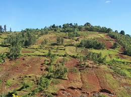 Journée mondiale des réfugiés : La Société civile environnementale du Sud-Kivu dénonce la déforestation et exige au HCR une compensation