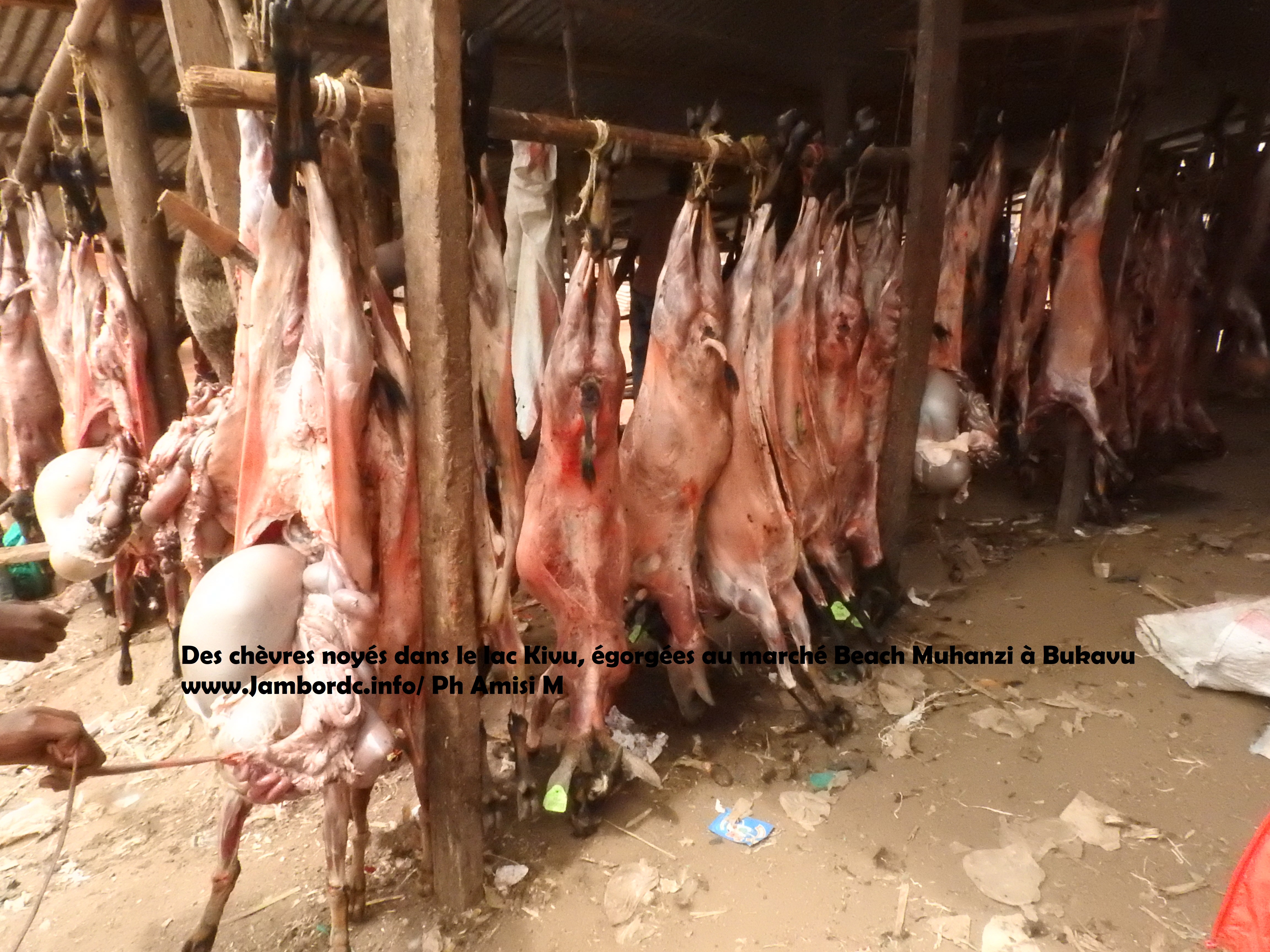 Bukavu : 110 chèvres et 9 porcs noyés et repêchés dans le lac Kivu
