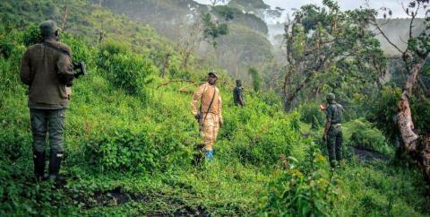 Sud-Kivu : OBAPG invite le Responsable du PNKB à mettre fin aux tracasseries attribuées à certains écogardes