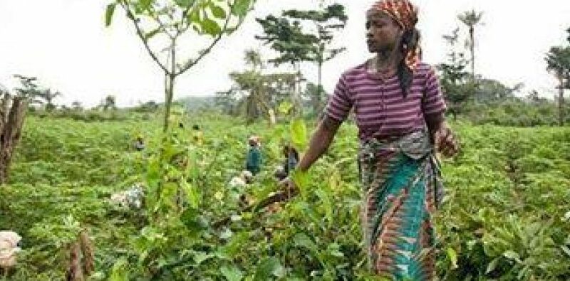 Sud-Kivu : Des cultivateurs se plaignent de la faible production de manioc dans certaines chefferies de Mwenga