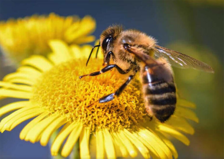 abeille_final