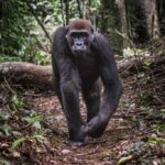 12-ter-WCS-Congo-copyright-Scott-Ramsay-www.scottramsay.africa-3902-1024x683-1
