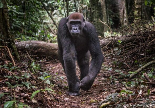 12-ter-WCS-Congo-copyright-Scott-Ramsay-www.scottramsay.africa-3902-1024x683-1
