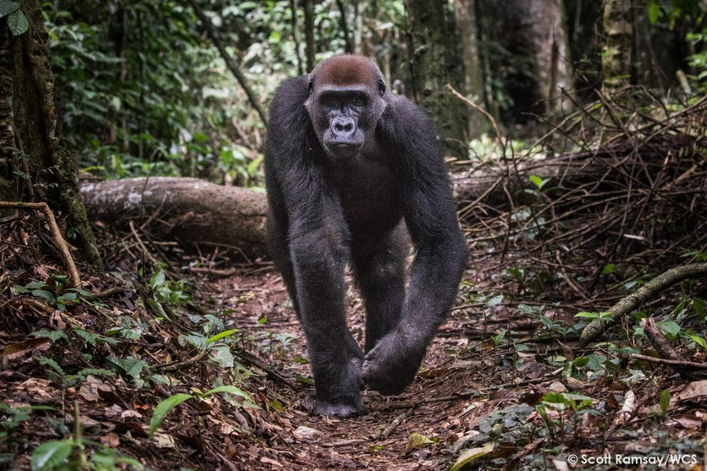 12-ter-WCS-Congo-copyright-Scott-Ramsay-www.scottramsay.africa-3902-1024x683-1