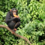 chimpanzé-ouganda-14728177 (1)