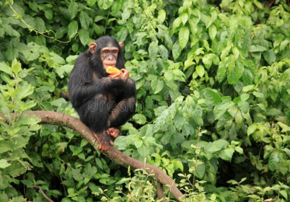 chimpanzé-ouganda-14728177 (1)