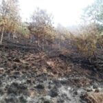 feu-de-brousse-n