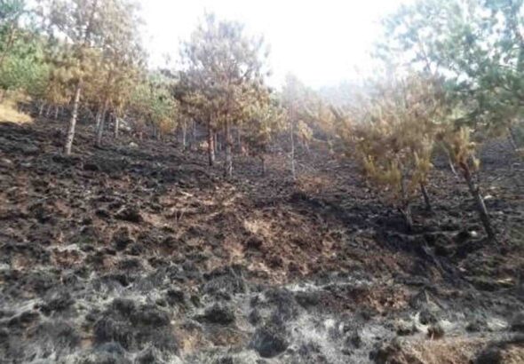 feu-de-brousse-n