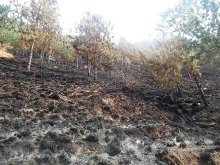 feu-de-brousse-n