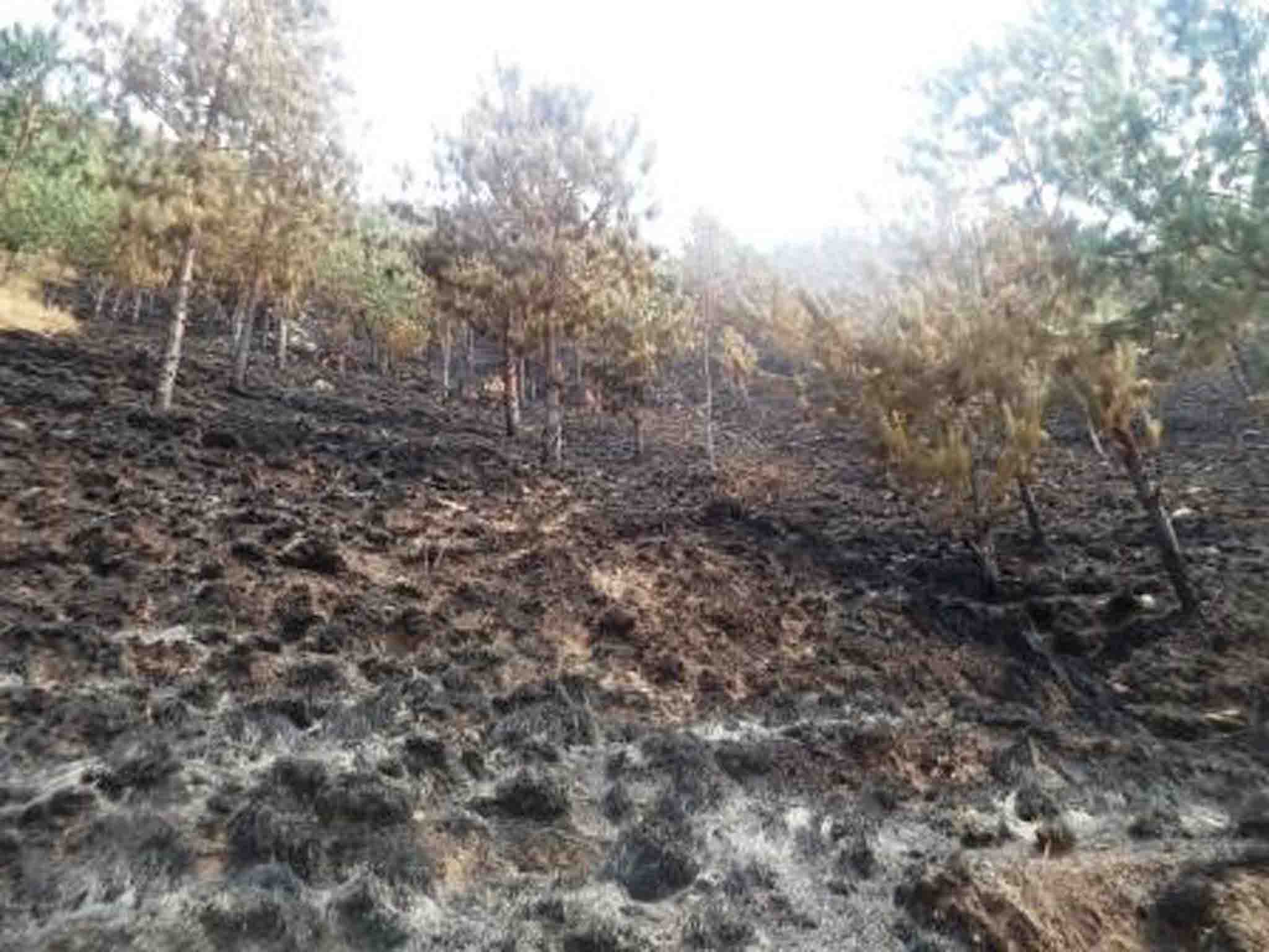 feu-de-brousse-n